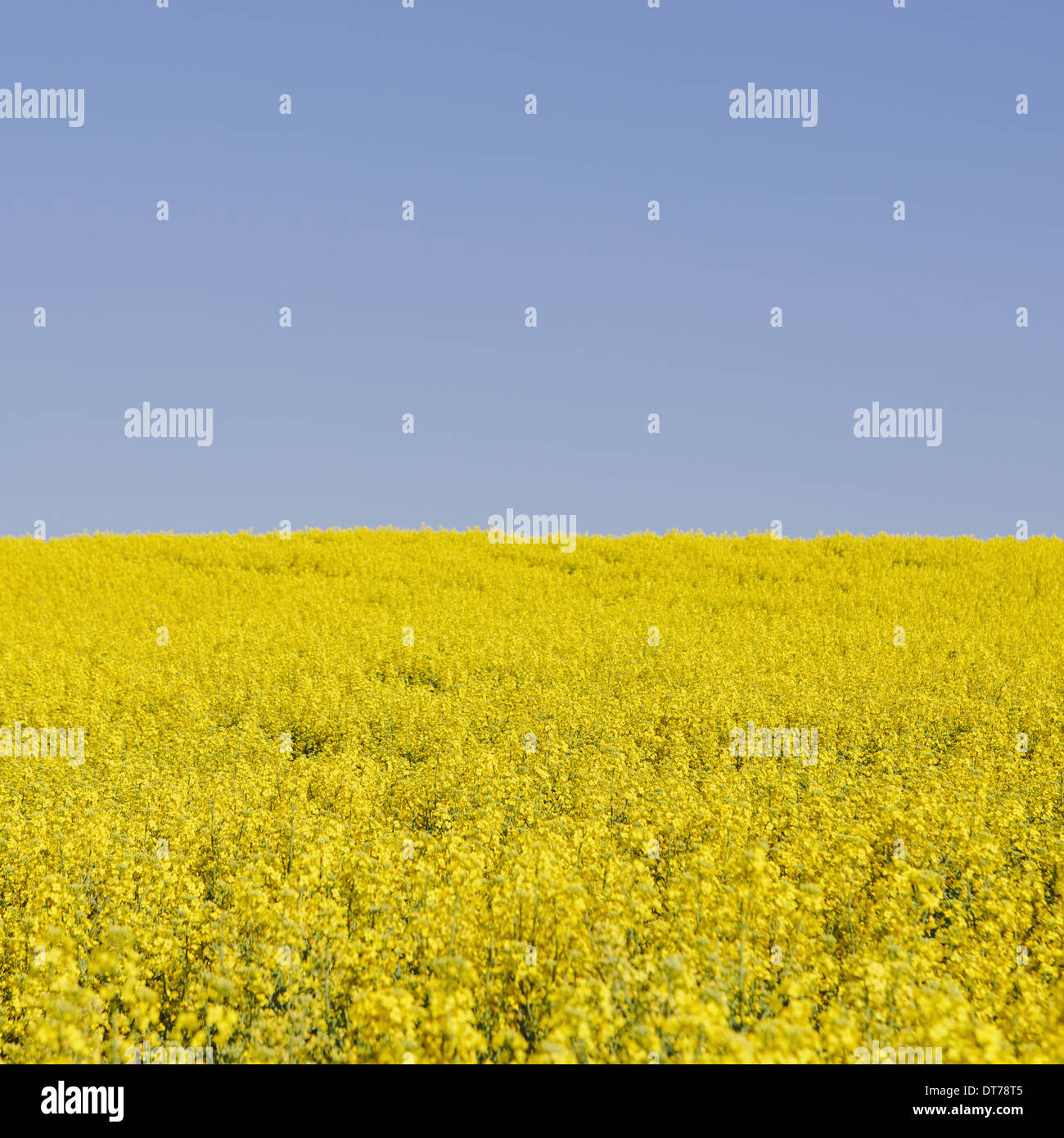 Field of blooming mustard seed plants flowering in Spring, near Pullman in Washington state. Stock Photo