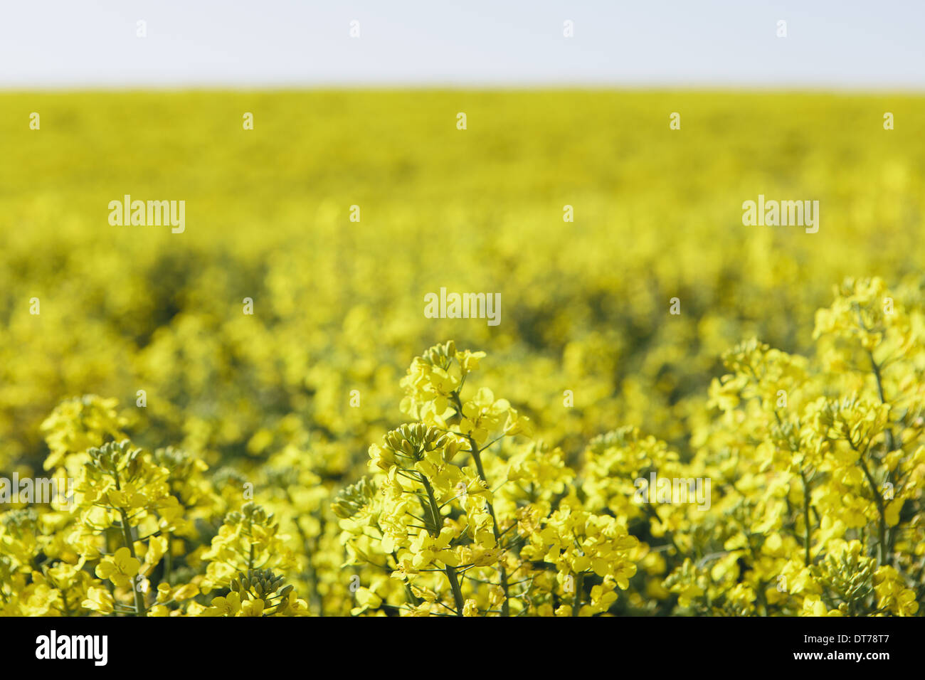 A field of yellow flowering blooming mustard seed plants, in Spring. Pullman in Washington state, USA Stock Photo