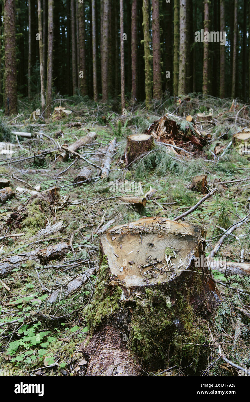 Recently logged Sitka Spruce and Western Hemlock logs, Olympic NF Stock Photo