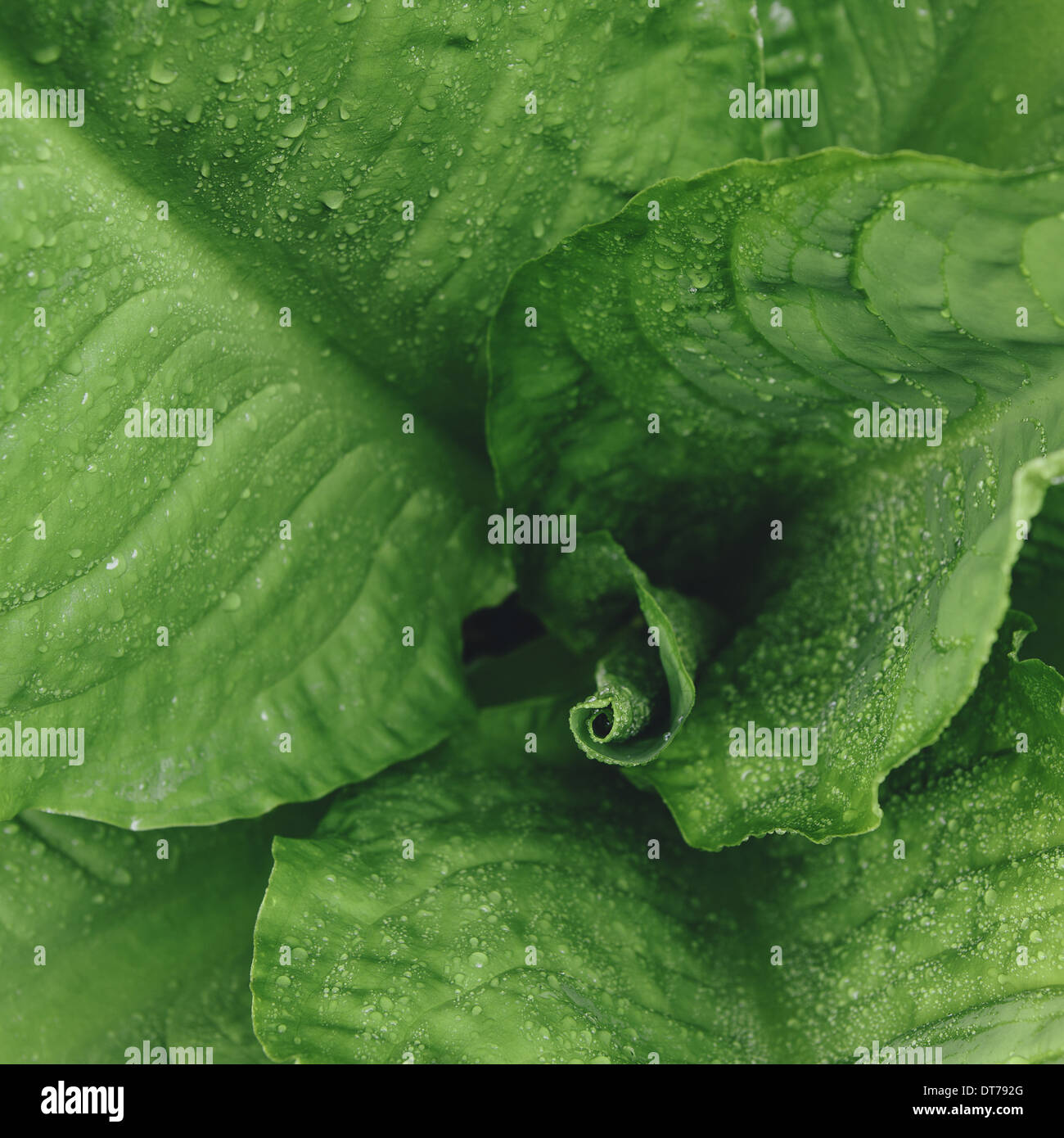 Close up of water drops on lush, green Skunk cabbage leaves (Lysichiton americanus), Hoh Rainforest, Olympic NP Stock Photo