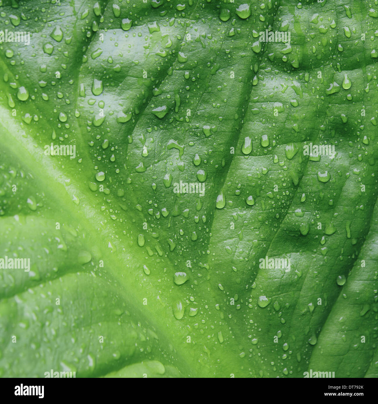 Close up of water drops on lush, green Skunk cabbage leaves (Lysichiton americanus), Hoh Rainforest, Olympic NP Stock Photo