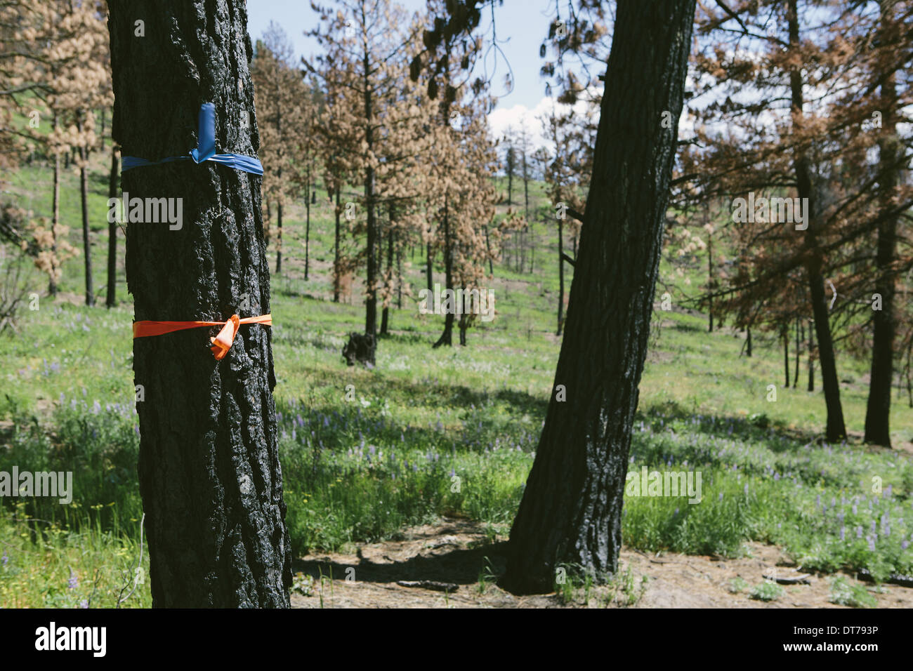 America woodland cutting trees hires stock photography and images Alamy