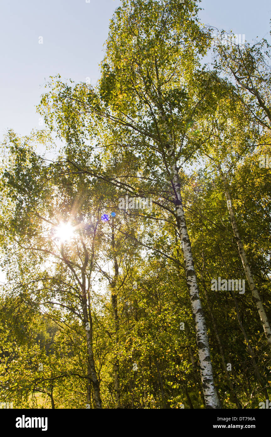 Silver Birch Trees in Woodland Stock Photo Alamy Silver Birch Trees in Woodland Stock Photo Alamy