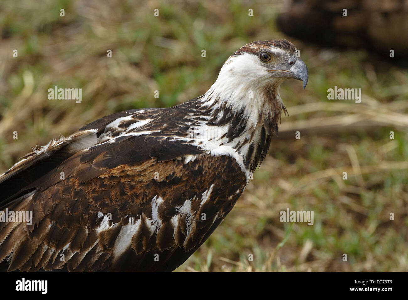 African Fish Eagle (Haliaeetus vocifer) juvenile 1 cy sitting on the ground Stock Photo