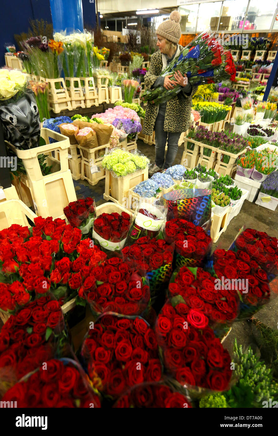 London, UK. 10th February 2014. 10/02/14    Florist, Nicky Doodson selects some red roses.    With only four days until Valentine's Day, market traders begin selling their blooms at 4:00 am on the busiest week of the year at New Covent Garden Flower Market in London. Credit:  Joanne Roberts/Alamy Live News Stock Photo