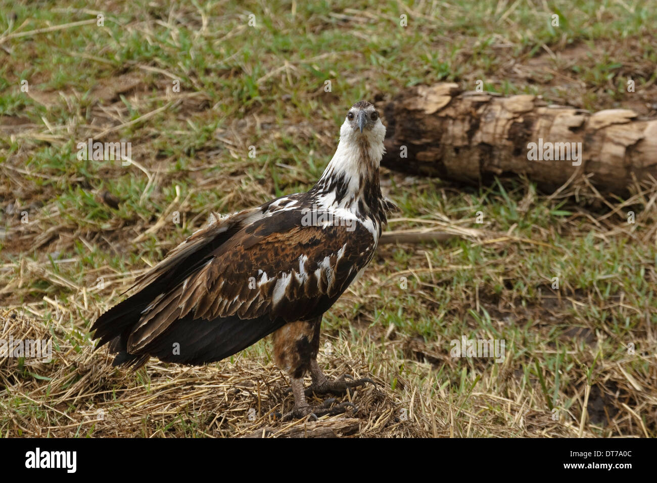 African Fish Eagle (Haliaeetus vocifer) juvenile 1 cy sitting on the ground Stock Photo