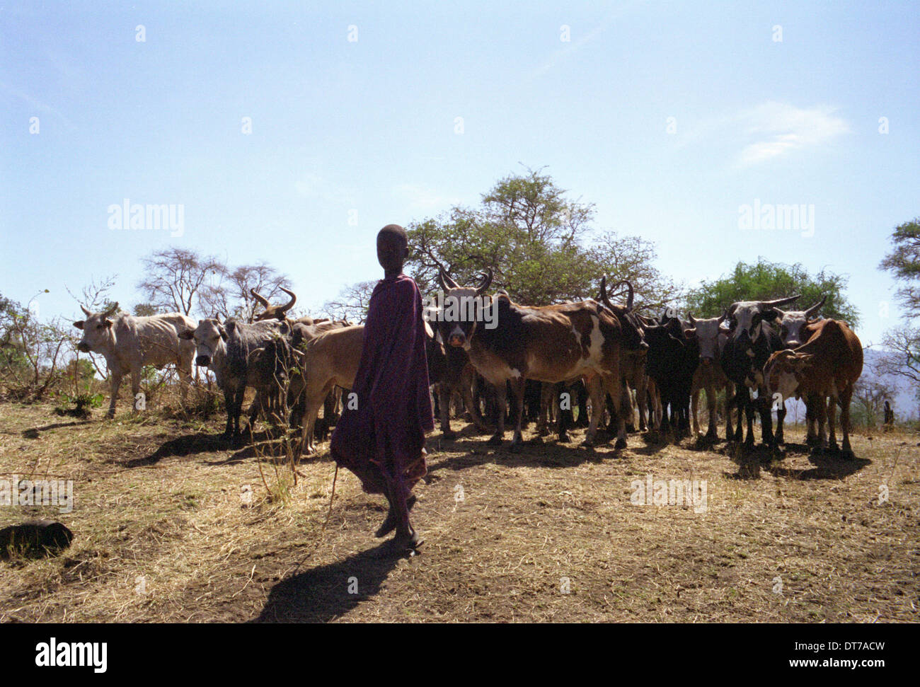 ipjr10247927 uganda february 2006 the karimojong people. iriiri town and  surounding area north eastern uganda. the karimojong Stock Photo - Alamy