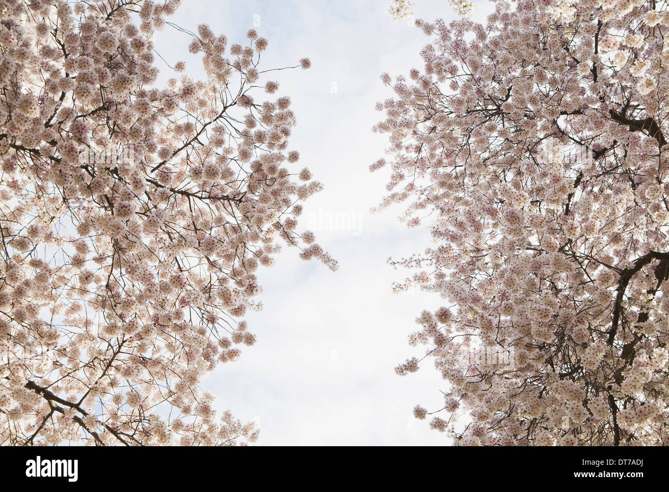 Blooming cherry blossom trees flowering in the spring Pink flowers Seattle Washington USA Stock Photo