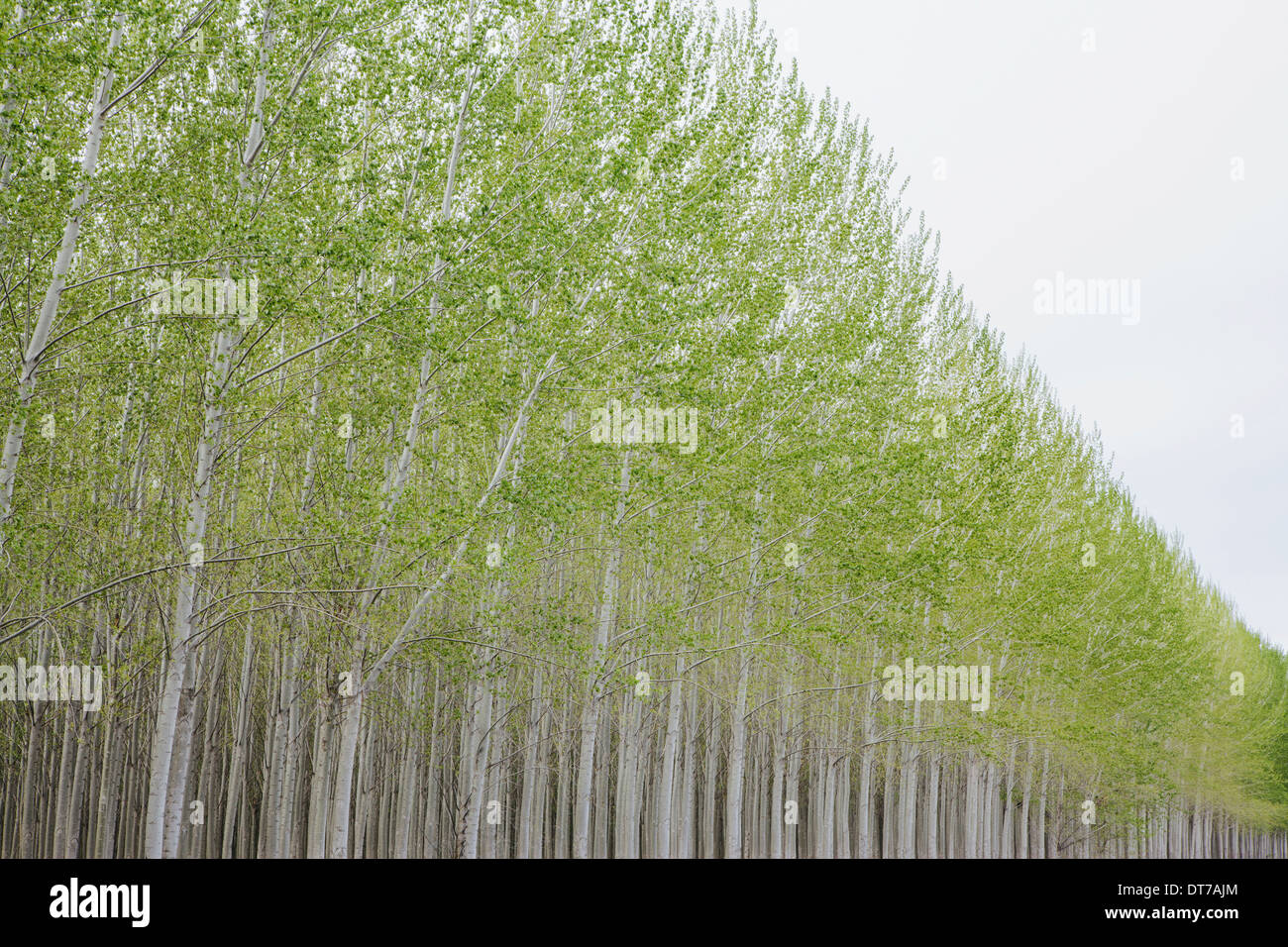 Poplar tree plantation tree nursery growing tall straight trees with