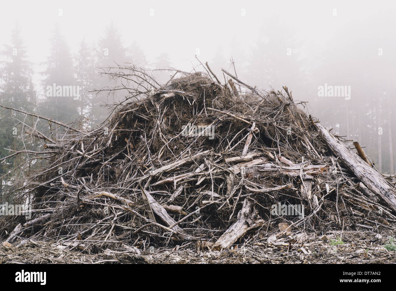 Pile of wood debris from clear cut logging Mist in the forest Calallam County Washington USA USA Stock Photo