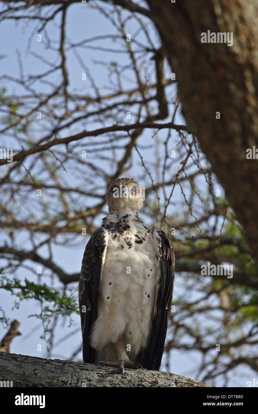 Martial Eagle (Polemaetus bellicosus), juvenile, 1 cy perching in a tree Stock Photo