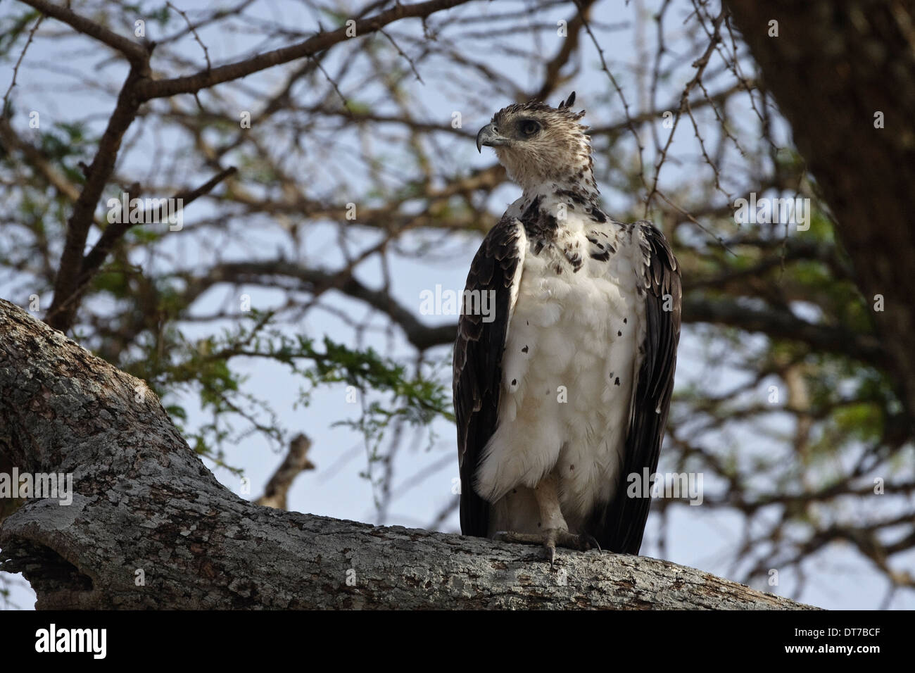 Martial Eagle (Polemaetus bellicosus), juvenile, 1 cy perching in a tree Stock Photo