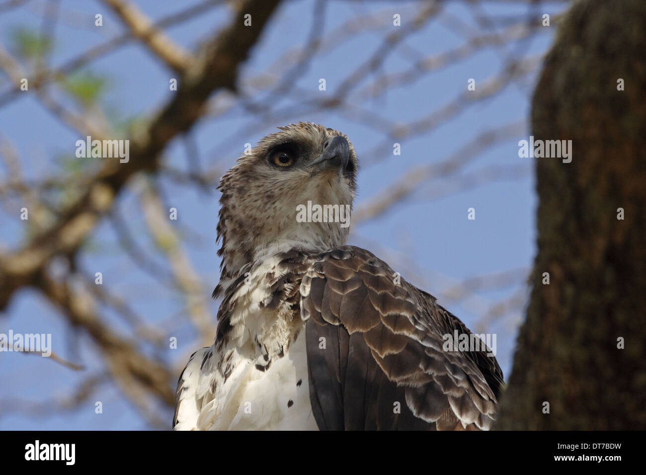 Martial Eagle (Polemaetus bellicosus), juvenile, 1 cy perching in a tree Stock Photo