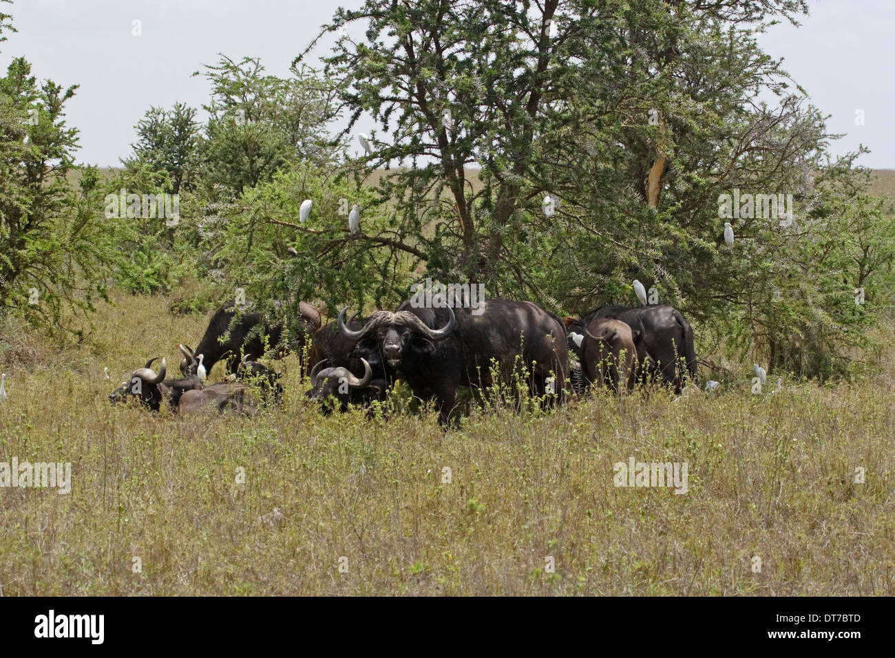 African Buffalos (Synceros caffer) and Cattle Egrets (Bubulcus ibis), Serengeti Stock Photo