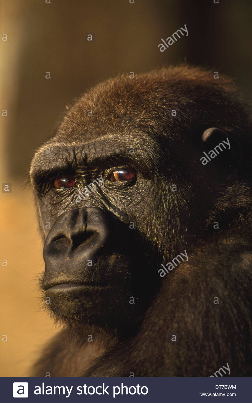 Gorilla Animal High Resolution Stock Photography and Images Alamy