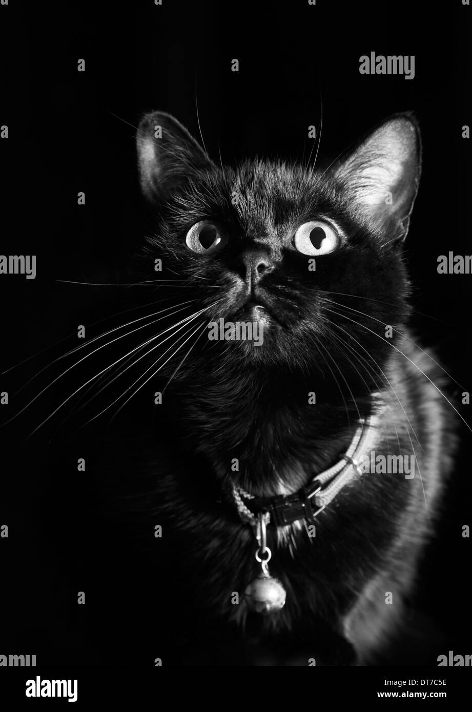 Black cat on black background Stock Photo Alamy