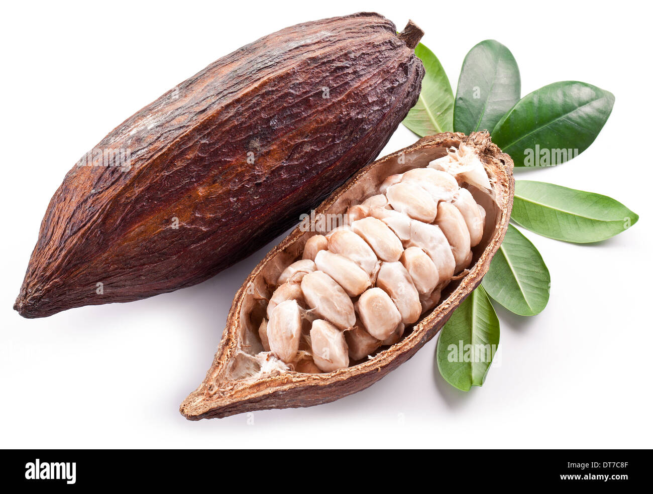Зерна шоколадного дерева. Шоколадные бобы. Какао бобы на белом фоне. Стручок какао бобов. Какао бобы плод.