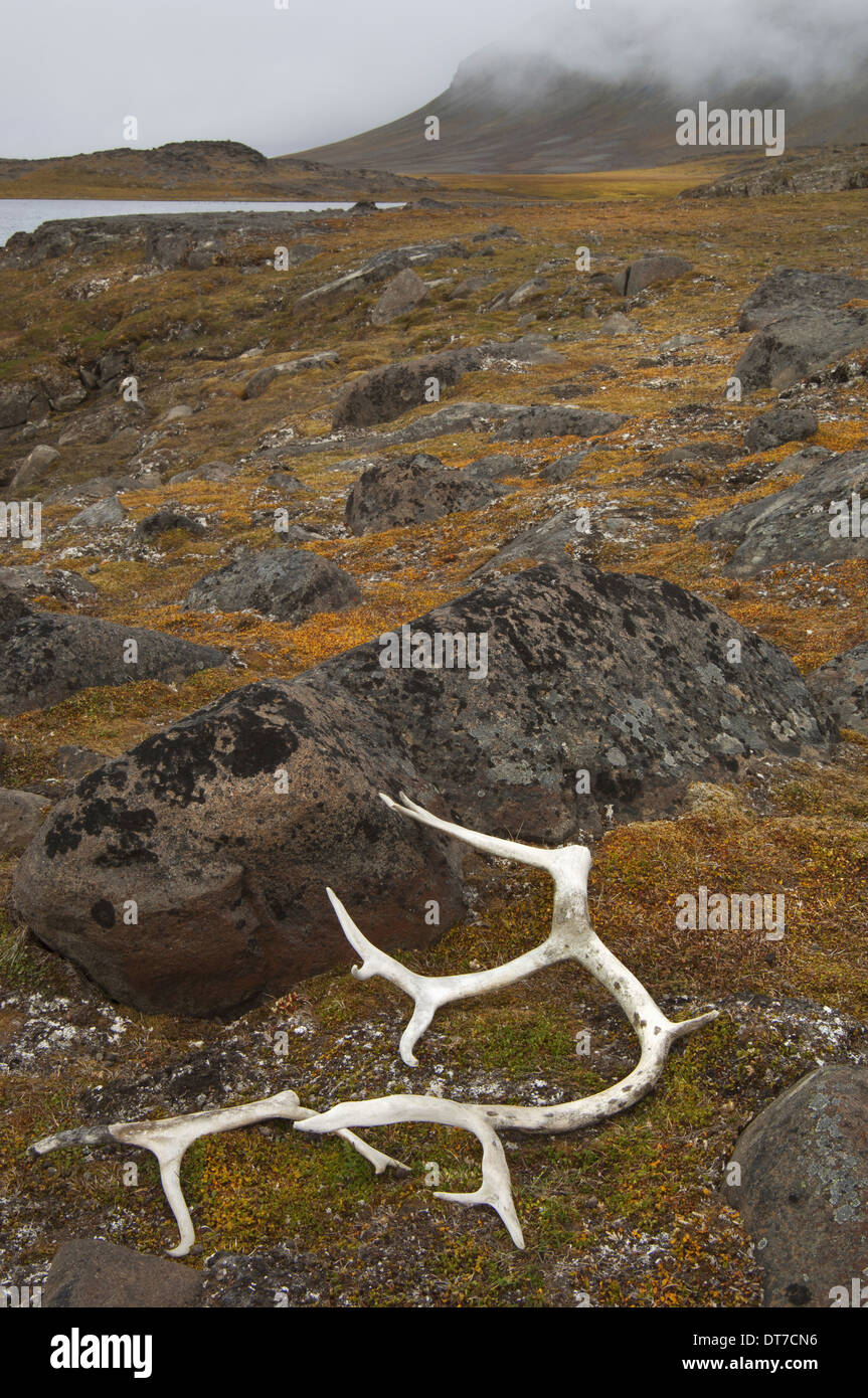 Antlers on the moss covered rocks in Svalbard Norway Svalbard Norway Stock Photo