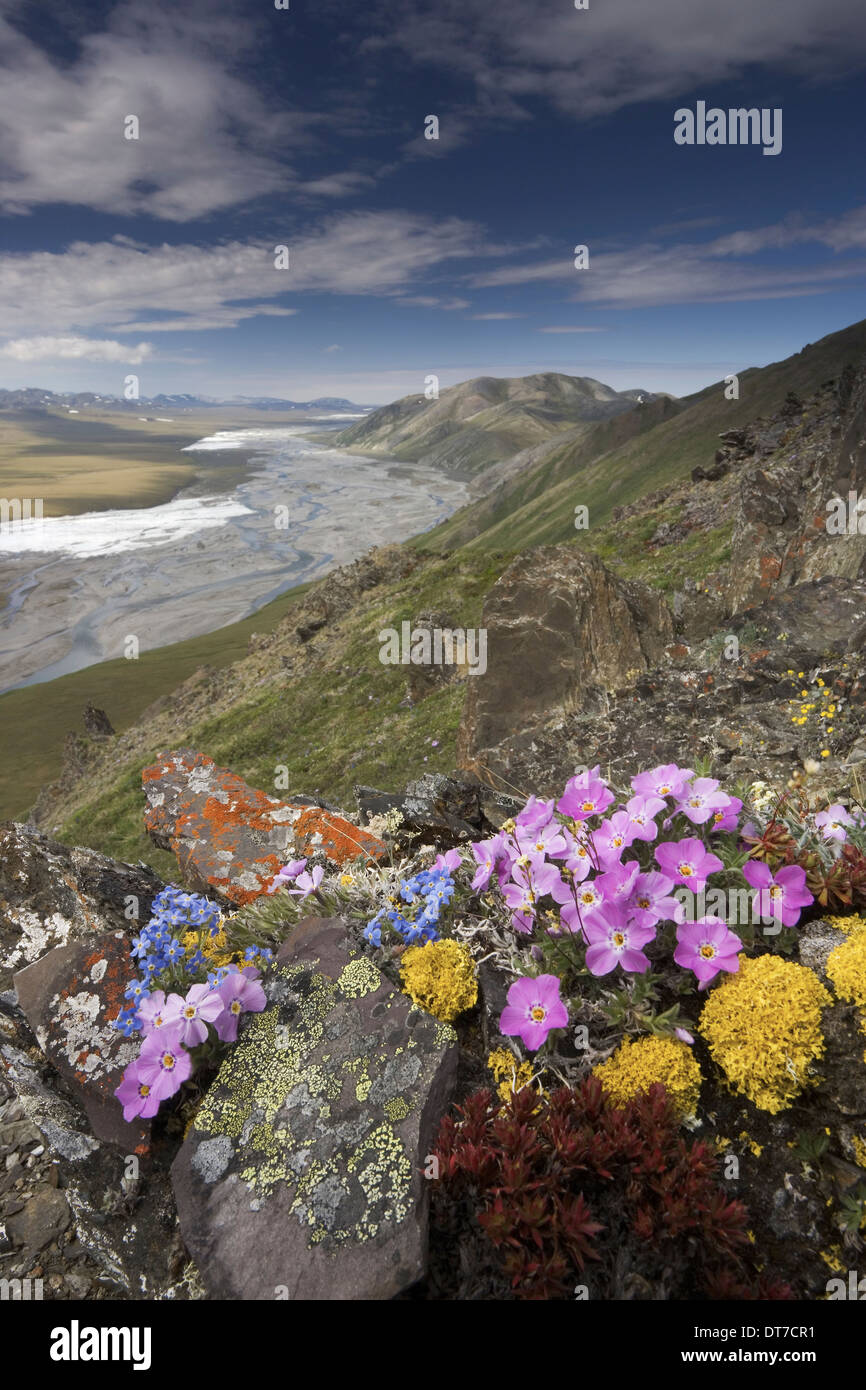 Hardy arctic wildflowers low growing Arctic National Wildlife Refuge Brooks Range Alaska USA Stock Photo
