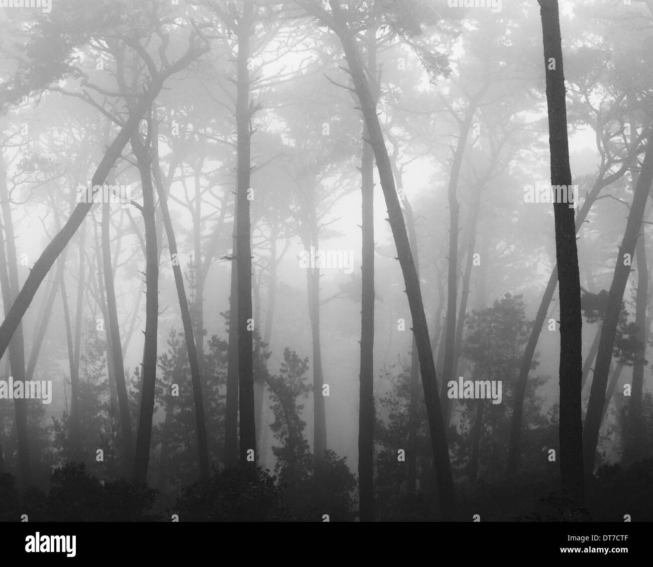 Monterey pine tree Black and White Stock Photos & Images - Alamy