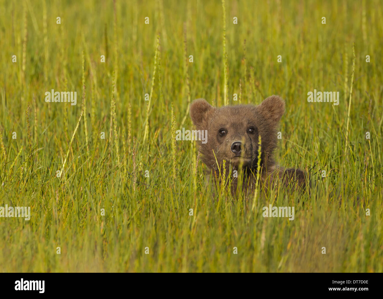 Brown bear cub Lake Clark National Park Alaska USA Lake Clark National Park Alaska USA Stock Photo