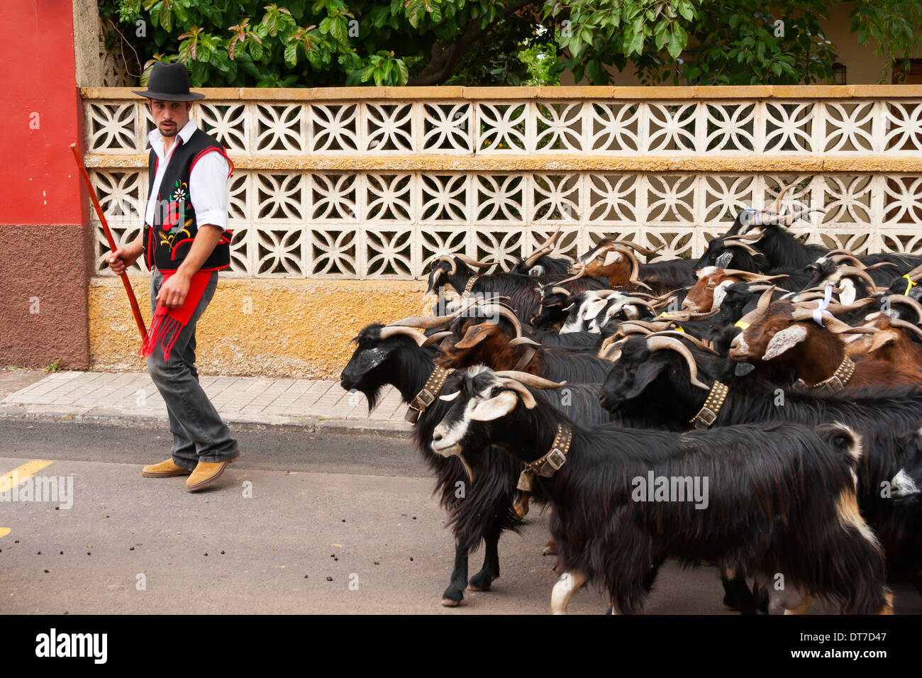 Farmer in traditional costume with herd of Goats at Fiesta del Pino in  Teror, Gran Canaria, Canary Islands, Spain Stock Photo - Alamy