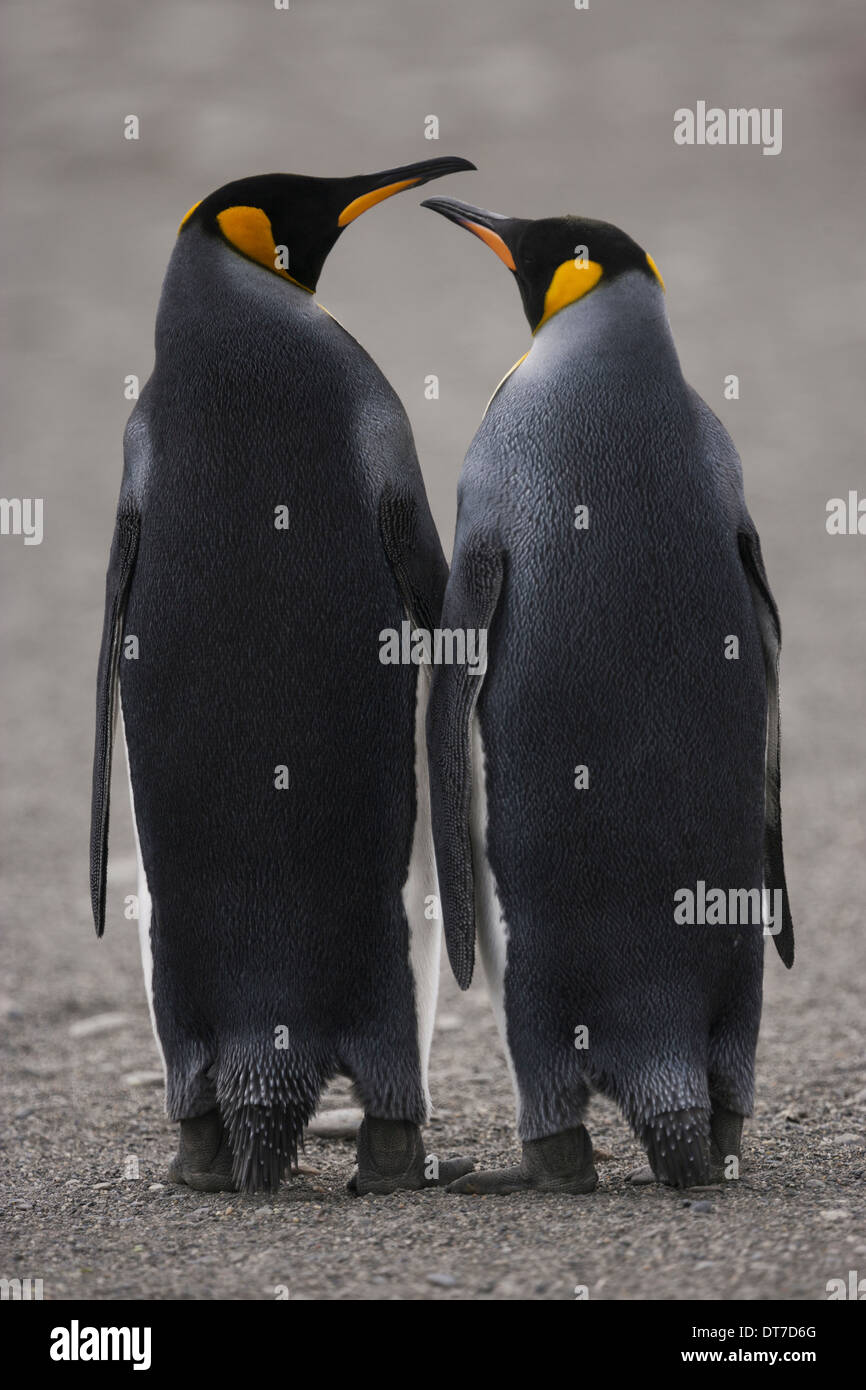 Two adult King Penguins standing side by side beak to beak on South Georgia Island South Georgia Island Falklands Islands Stock Photo