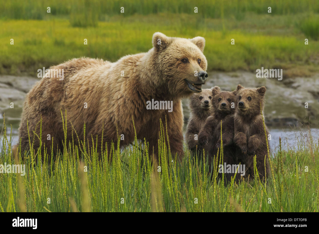 Brown bear sow and cubs Lake Clark National Park Alaska USA Lake Clark National Park Alaska USA Stock Photo
