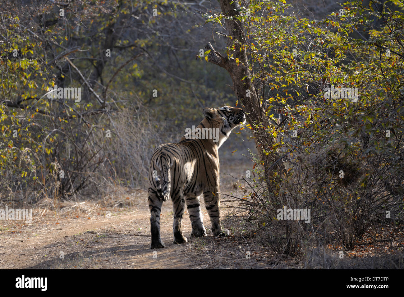 Bengal tiger ( Panthera tigris tigris ) marking his terrotory, Ranthambhore national park, Rajastan, India. Stock Photo