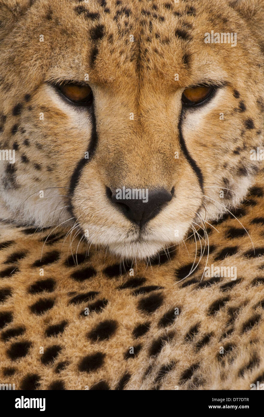 Cheetah face close up hi-res stock photography and images - Alamy