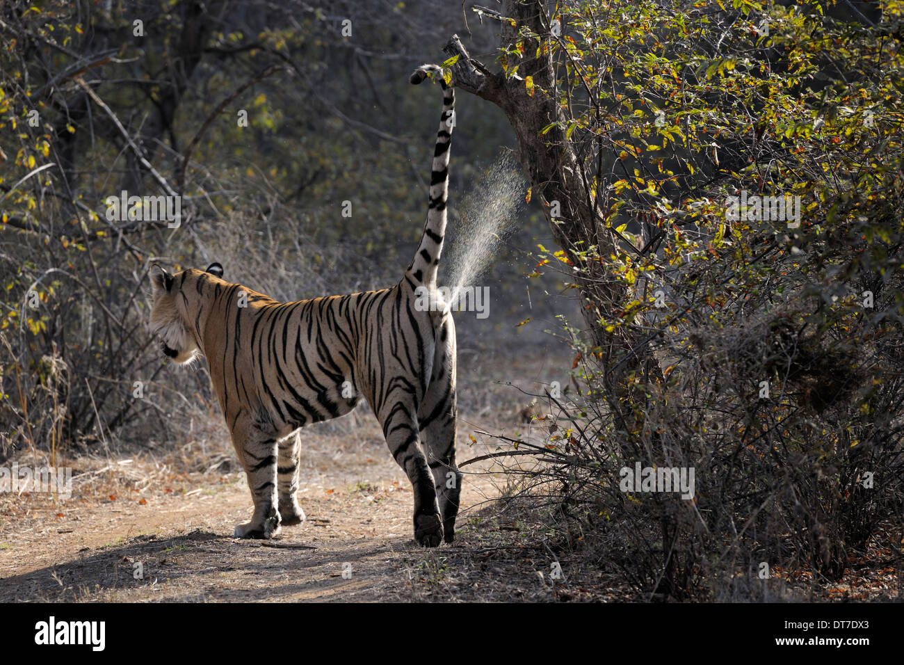 bengal-tiger-panthera-tigris-tigris-marking-his-terrotory-ranthambhore-DT7DX3.jpg
