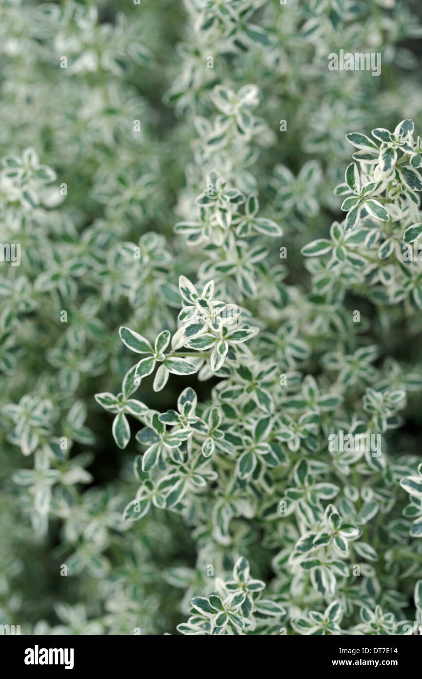 Variegated thyme in the Geffrye herb garden Stock Photo Alamy