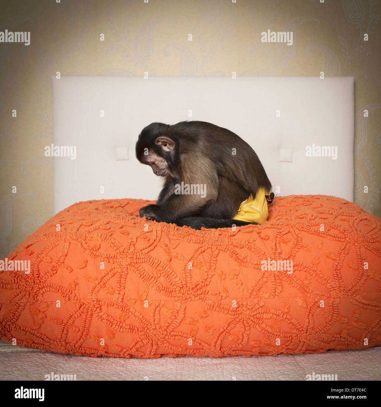 A capuchin monkey seated on a bed in a bedroom An orange coverlet Austin Texas USA Stock Photo