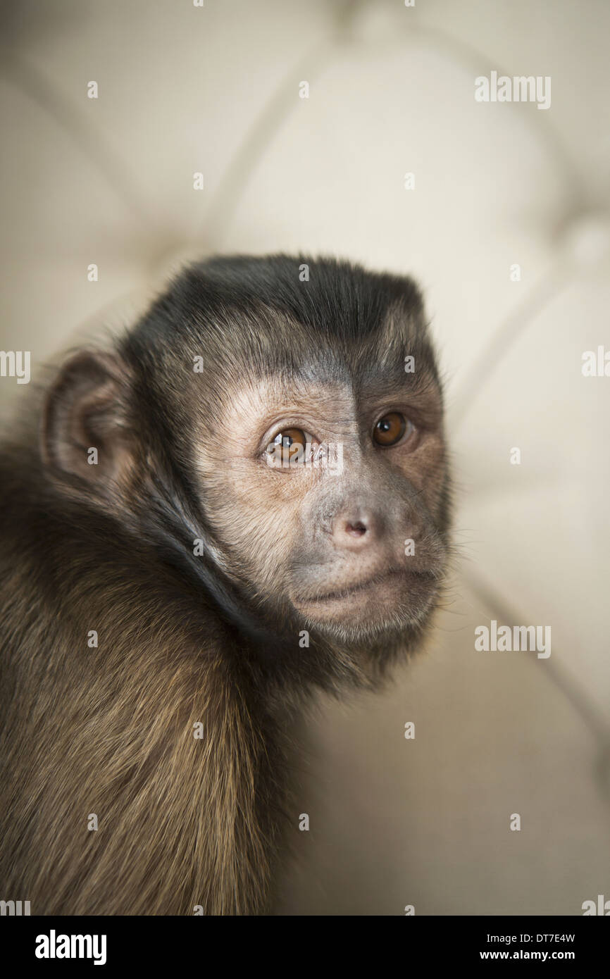 A capuchin monkey seated on a buttonbacked upholstered chair Austin Texas USA Stock Photo