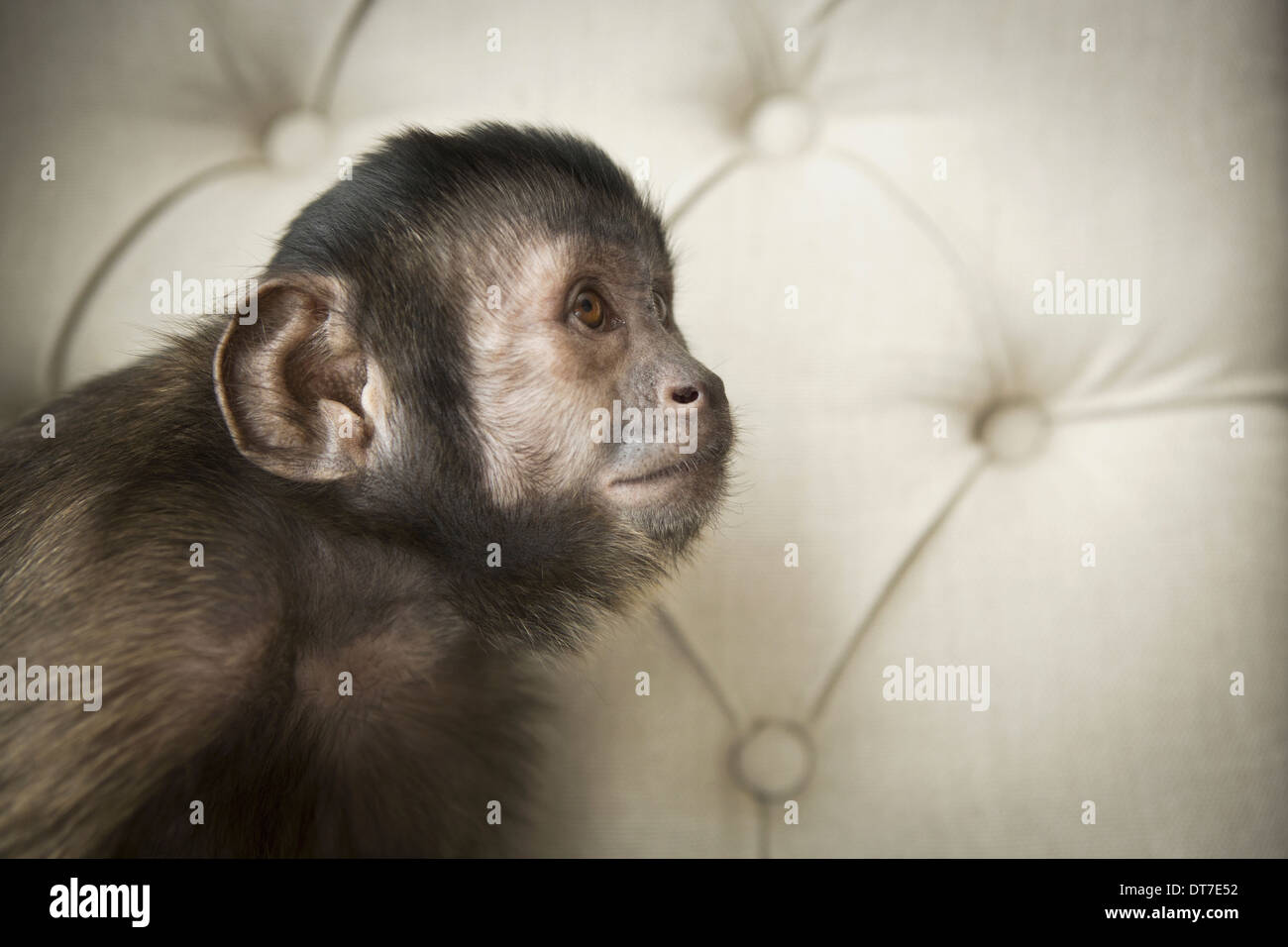A capuchin monkey seated on a buttonbacked upholstered chair Austin Texas USA Stock Photo