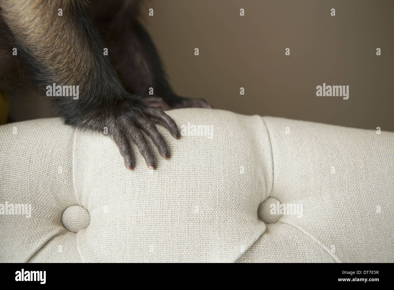 A capuchin monkey seated on a chair with a hand spread on the covers Austin Texas USA Stock Photo