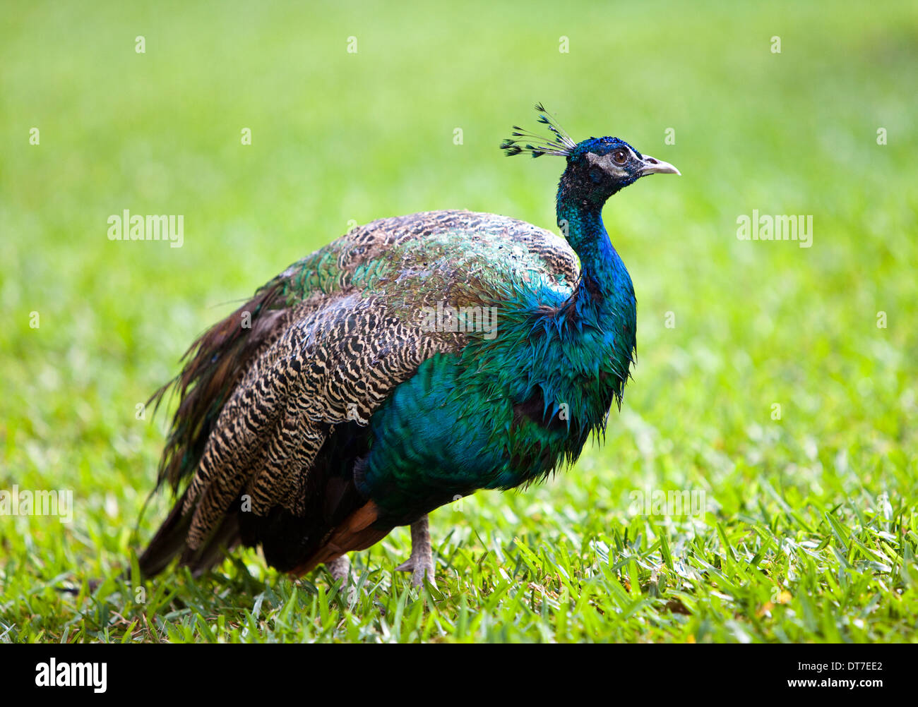 The peacock on a green grass Stock Photo - Alamy