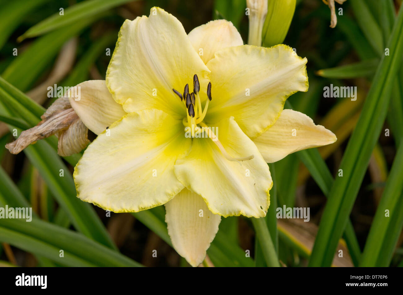 Hemerocallis Ice Carnival Stock Photo - Alamy