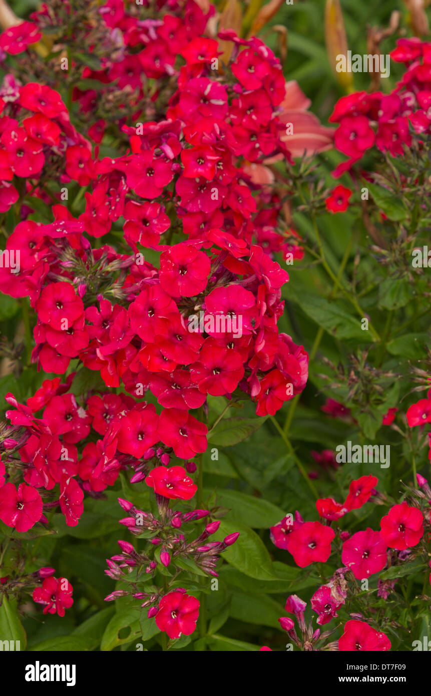 Phlox paniculata Red Flame Stock Photo