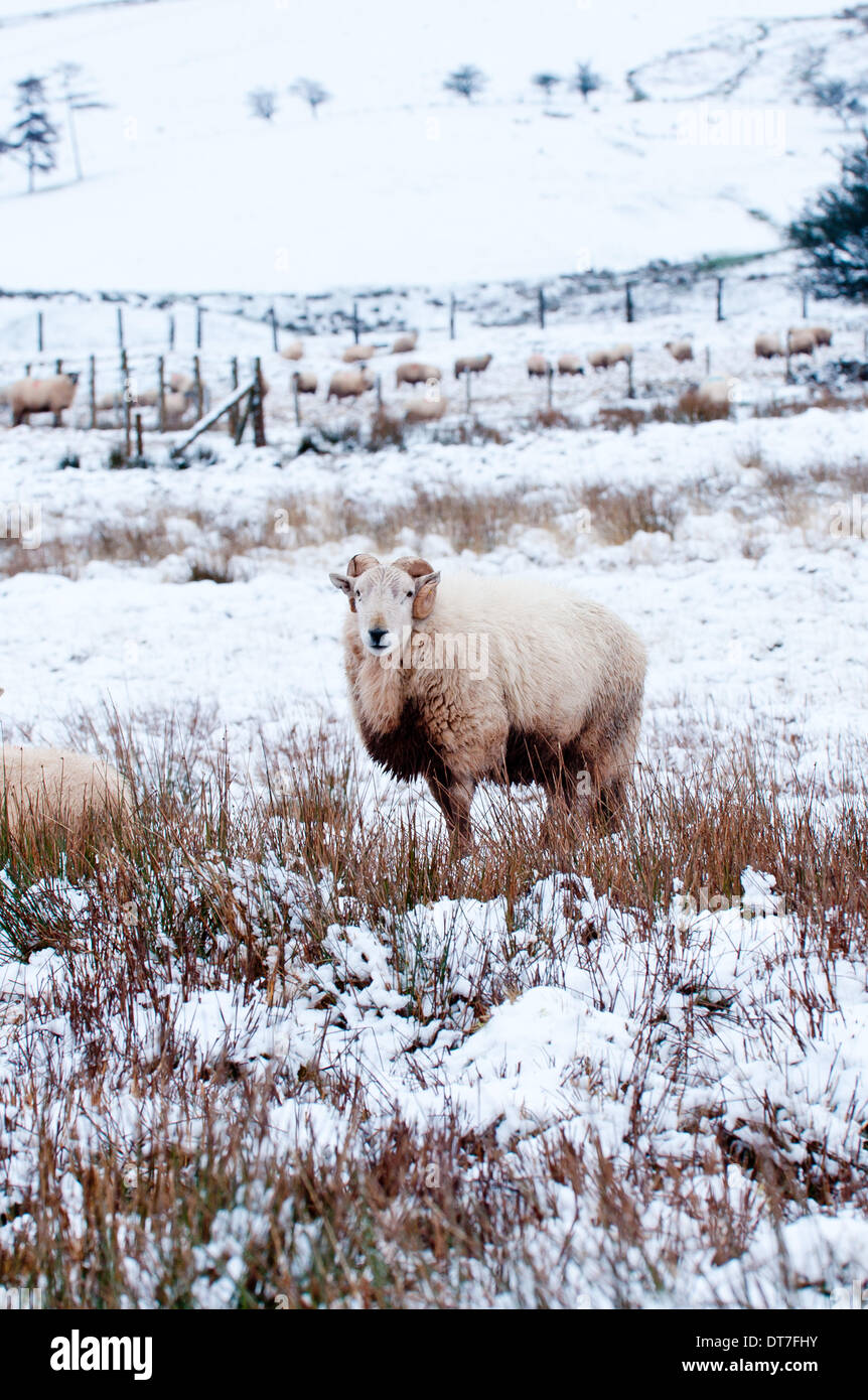 Mynydd Epynt upland area, Powys, Wales, UK. 11th February, 2014. A ram stands surrounded by snow after strong wind and rain turned to a blizzard early this morning in Mid Wales.  Credit:  Graham M. Lawrence/Alamy Live News. Stock Photo