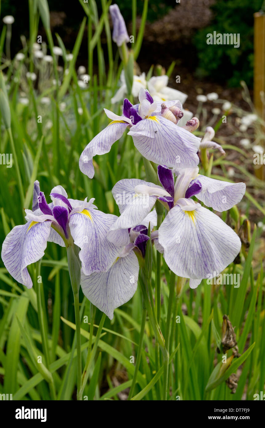 Iris ensata Fortune Stock Photo