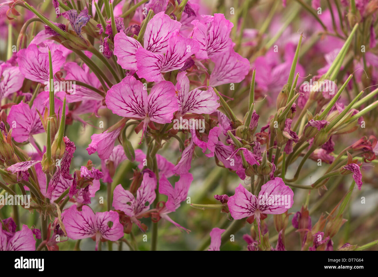 Pelargonium Endlicherianum Stock Photo