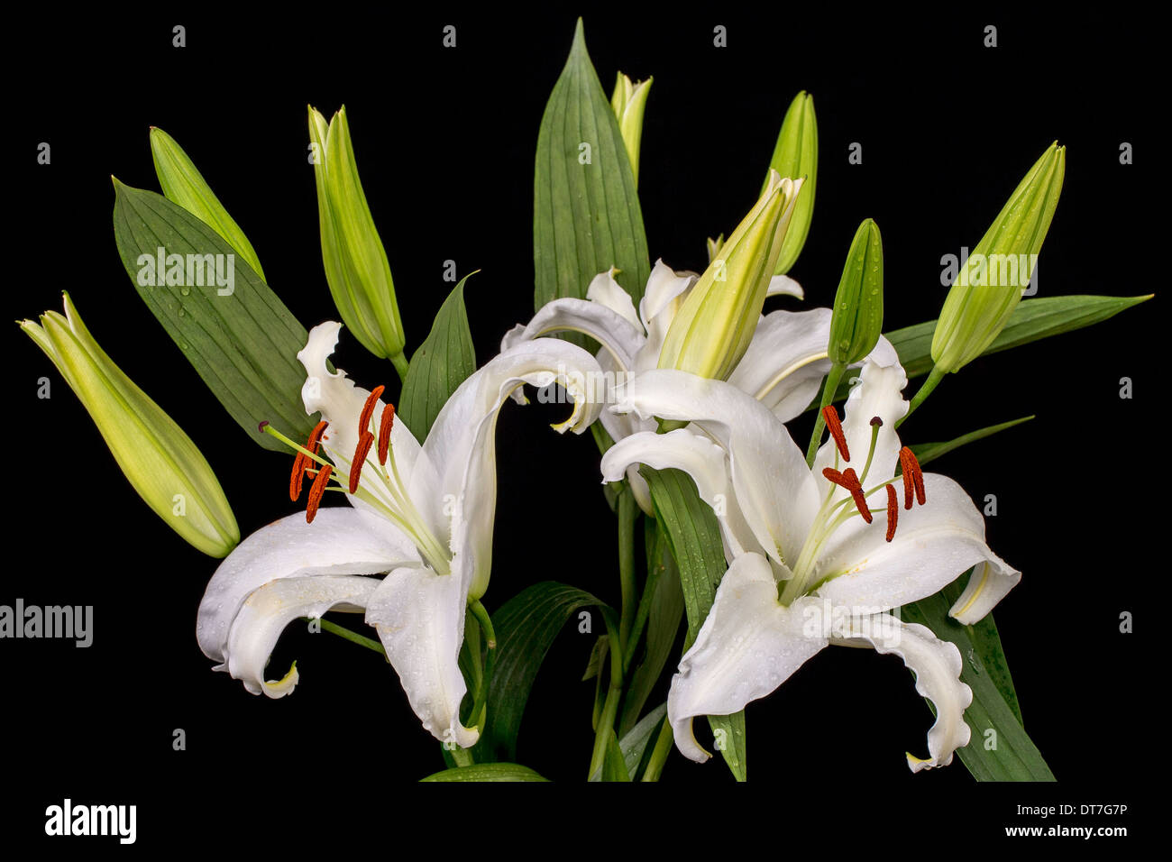 White Lilies Stock Photo