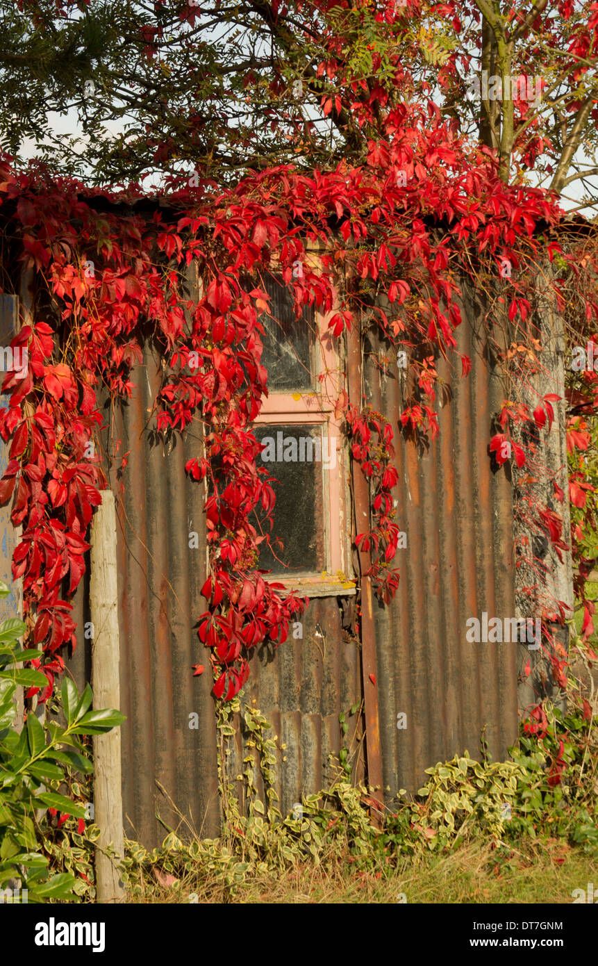 Virginia Creeper on the shed Stock Photo