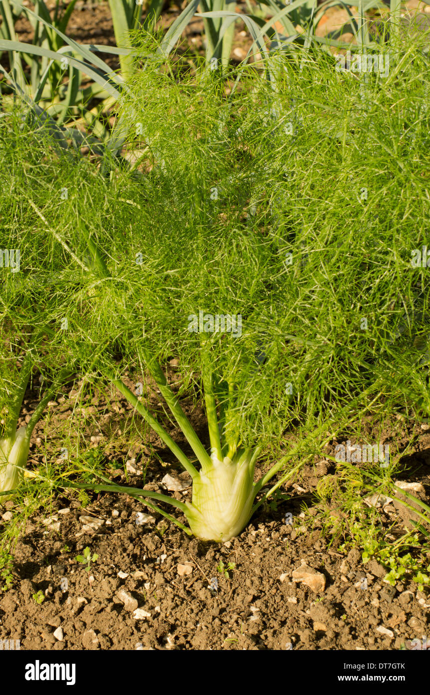 Florence fennel hires stock photography and images Alamy