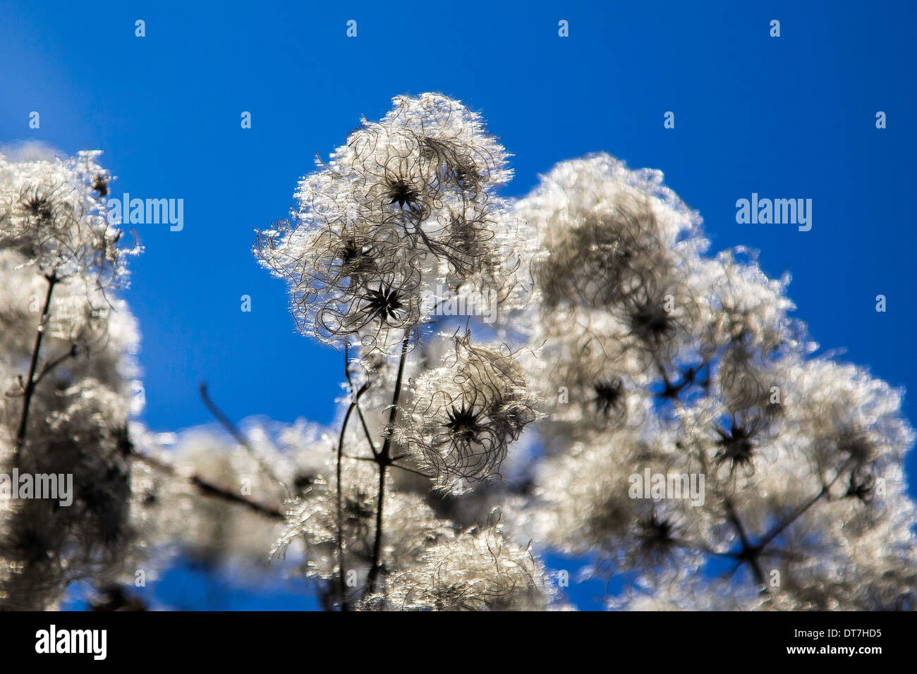 Wild Clematis seed heads Stock Photo