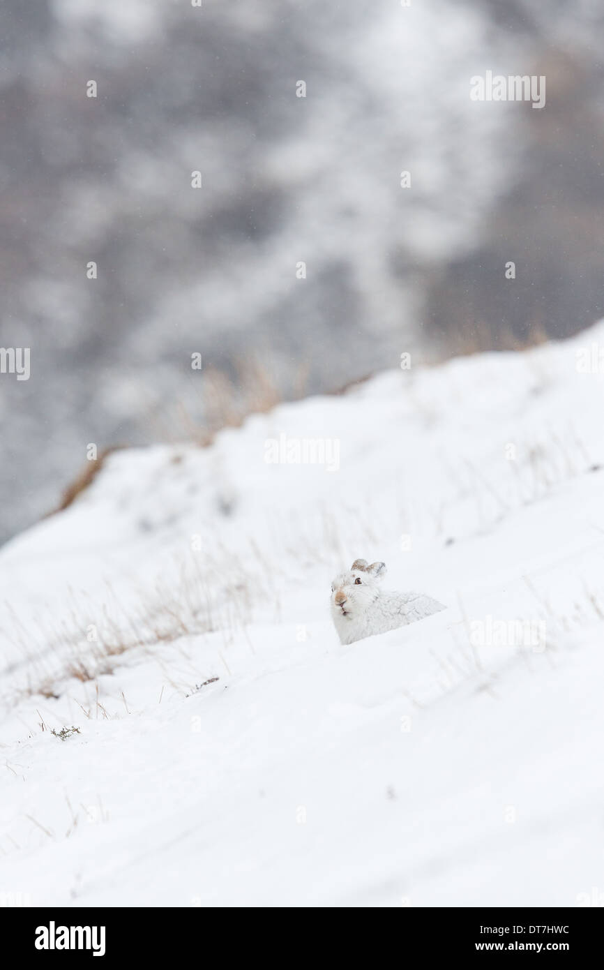 Scottish Mountain Hare (Lepus timidus) sat in the snow covered landscape, Highlands, Scotland, UK Stock Photo