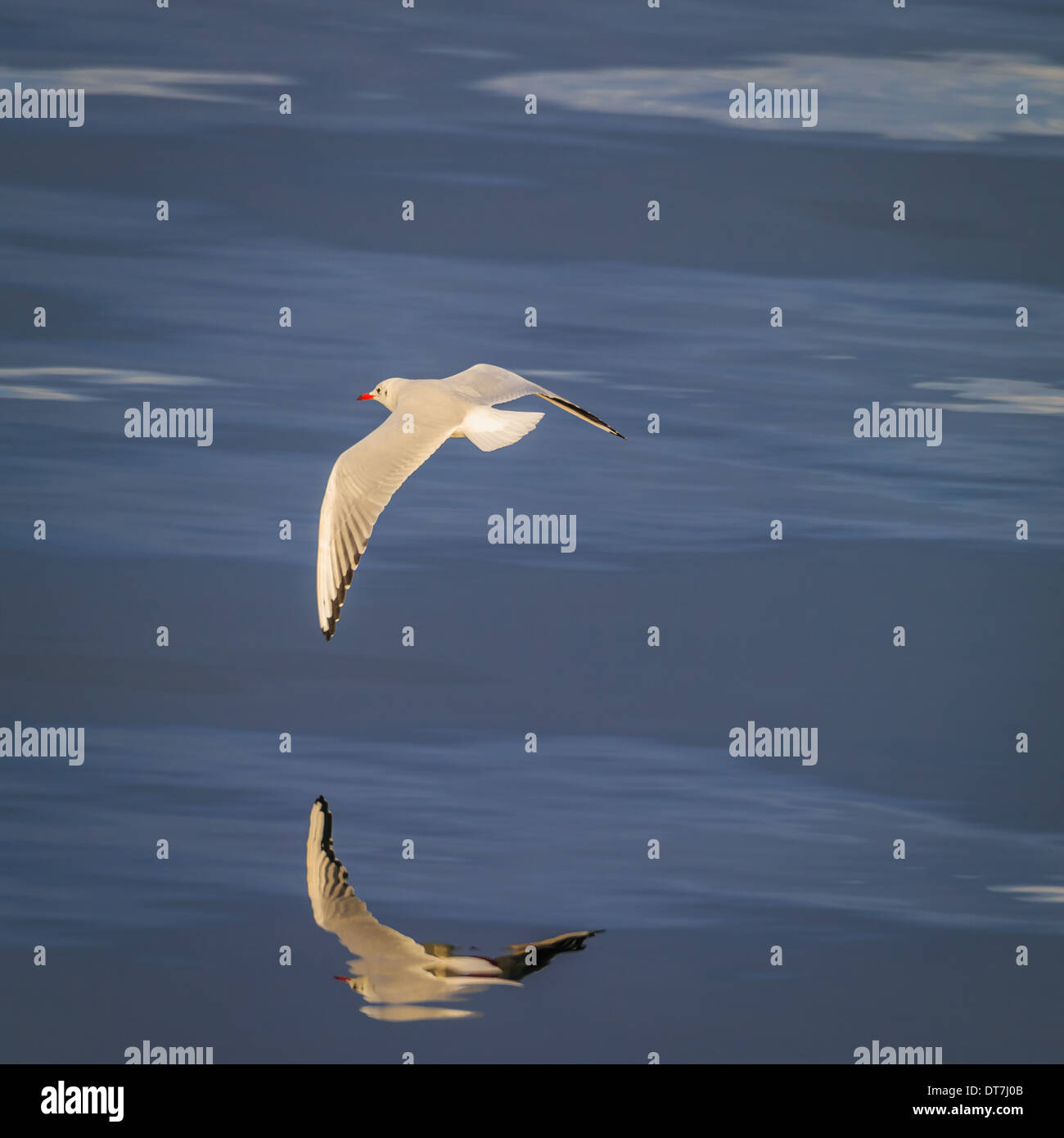 Seagull flying low over Reykjavik, Iceland Stock Photo