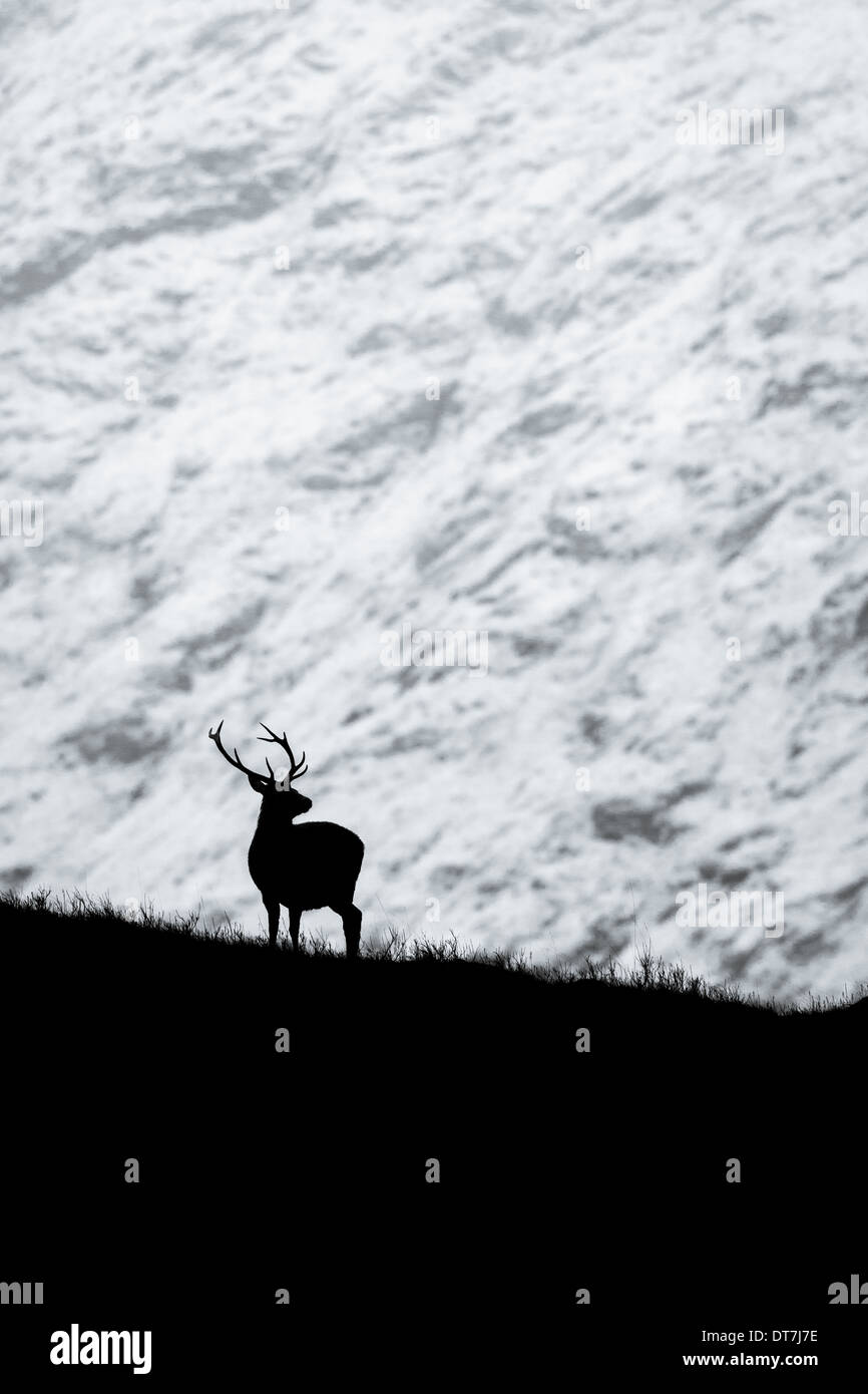 Red Deer stag (Cervus elaphus) silhouetted against a snowy mountain converted to black and white. Glen Etive, Glencoe, Highlands Stock Photo