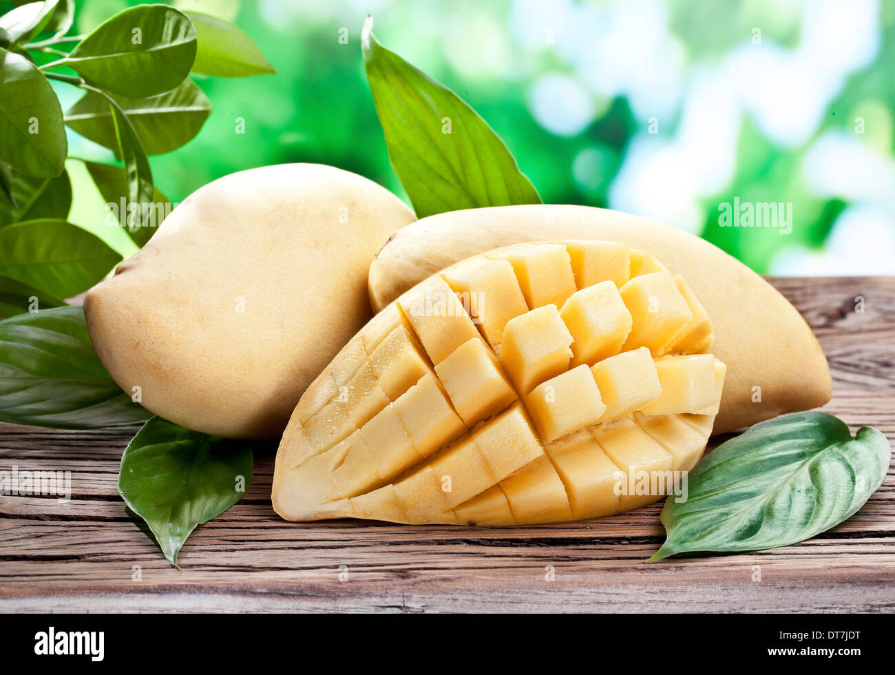 Mango fruits on a wooden table with green foliage on the background. Stock Photo